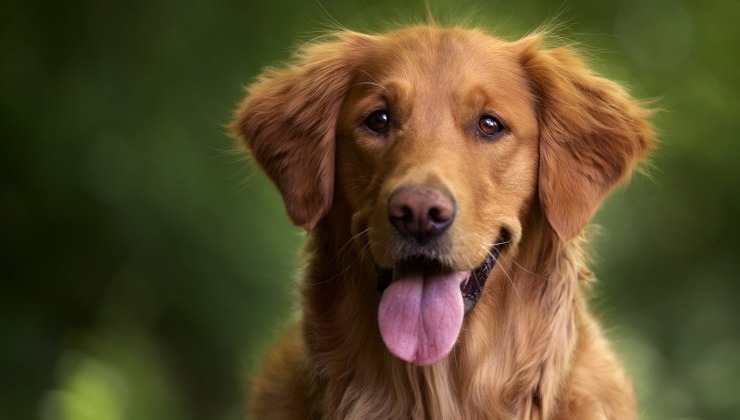 Σκύλος, golden retriever dog - Image by wirestock on Freepik.com