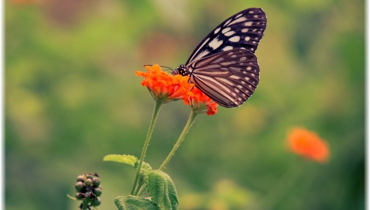 Το βαθύ «μάθημα ζωής» πίσω από τη Θεωρία του Χάους