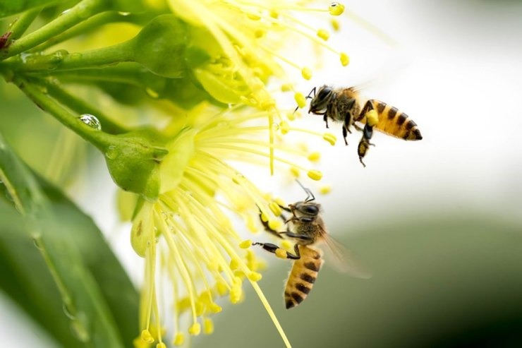 Οι μέλισσες κατανοούν το μηδέν