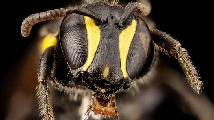 Μέλισσα Hylaeus Νubilosus
