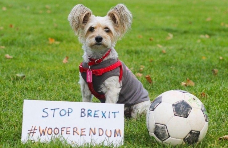 σκύλοι κατά του Brexit