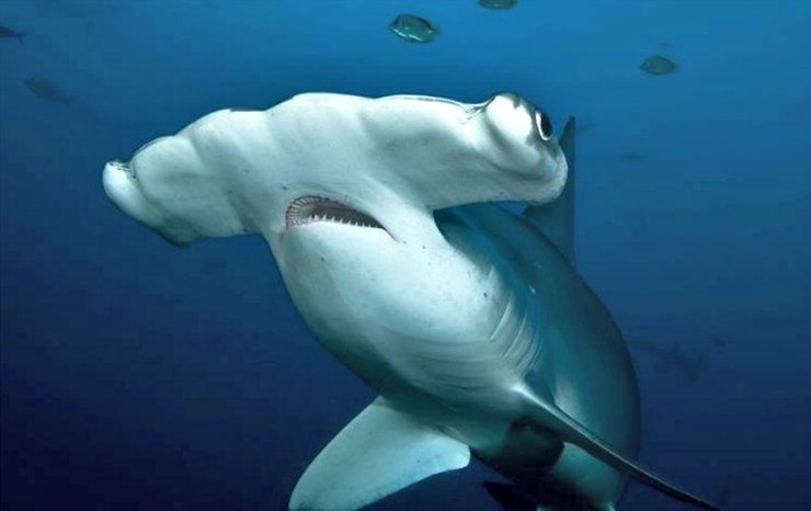 πλατυκέφαλος καρχαρίας