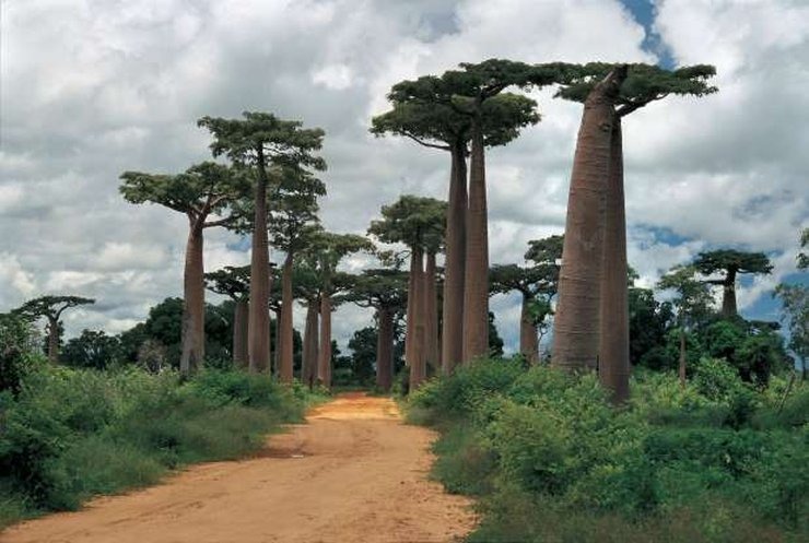 roadtrip, Μαδαγασκάρη