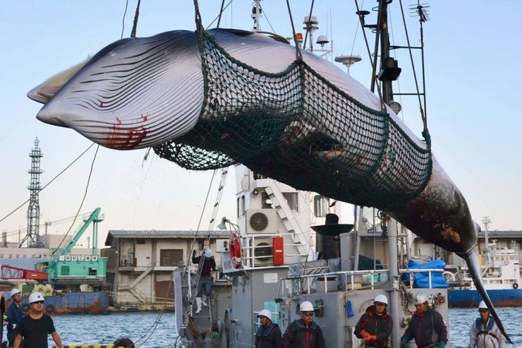 αλιεία φαλαινών Ιαπωνία