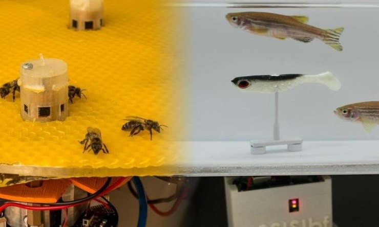 Μέλισσες, ψάρια, επικοινωνία μέσω ρομποτ