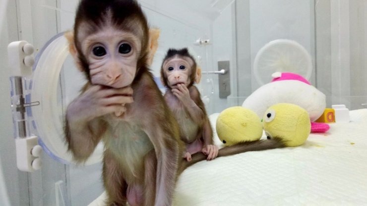 πίθηκοι, ανθρώπινο γονίδιο