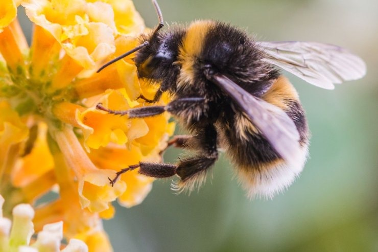  Διασύνδεση της μελισσοκομίας με τον τουρισμό