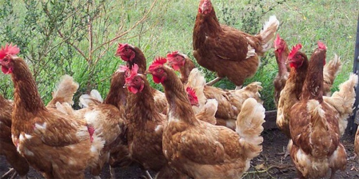 Espagne : plus de 130 000 poulets abattus en raison de l’épidémie de grippe aviaire