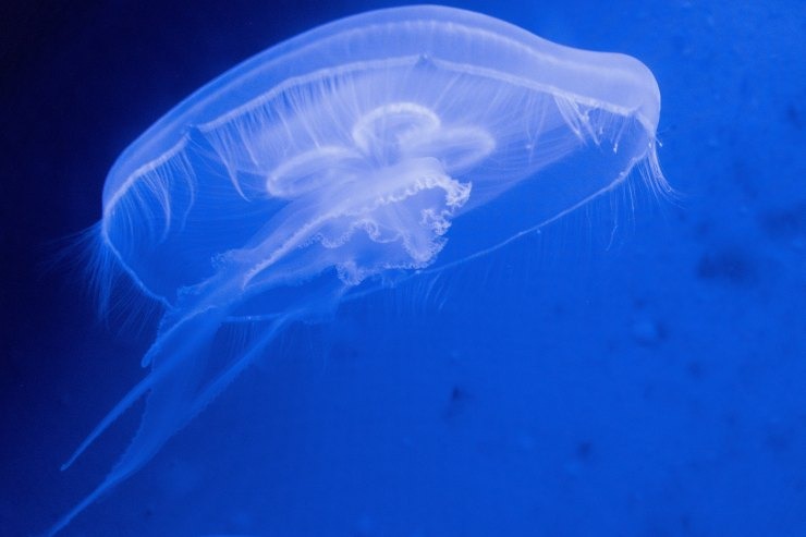 Medusa, Jellyfish - Image by wirestock on Freepik.com