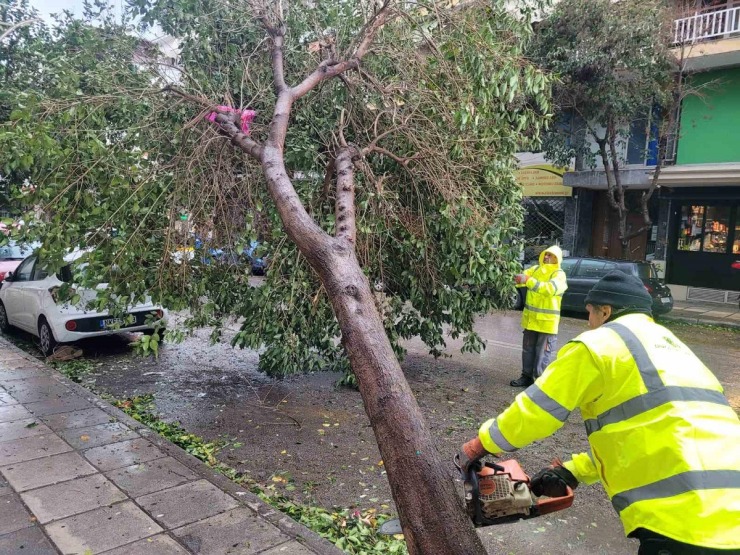 Θεσσαλονίκη: Πτώσεις δέντρων με ζημιές σε σταθμευμένα αυτοκίνητα από την κακοκαιρία