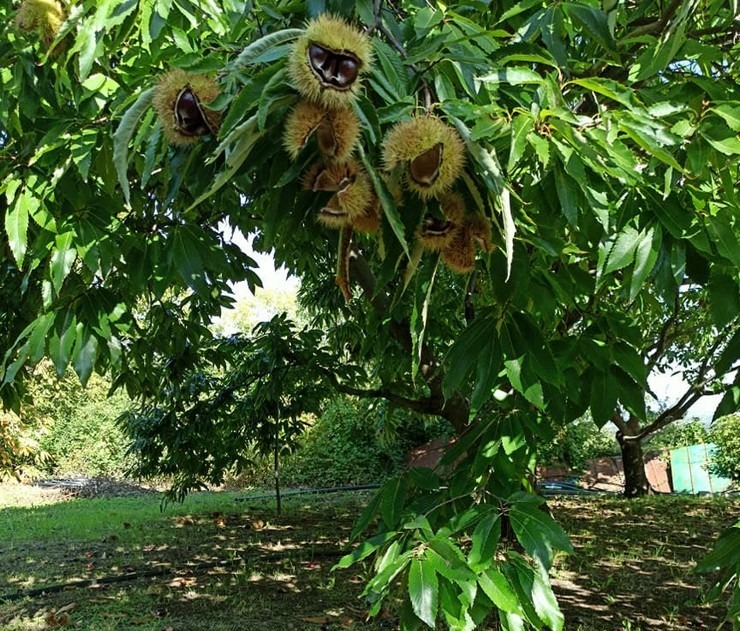 Κιλκίς: Στην τελική ευθεία για ΠΟΠ ή ΠΓΕ το Κάστανο Πάικου