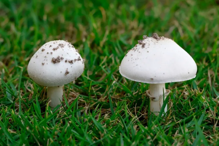 manitaria