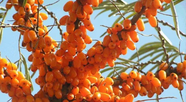 «Καλπάζει» το ενδιαφέρον για καλλιέργεια ιπποφαούς
