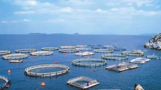 Δίνουν premium 100% για τις μετοχές των ιχθυοτροφείων  «Γαλαξίδι»