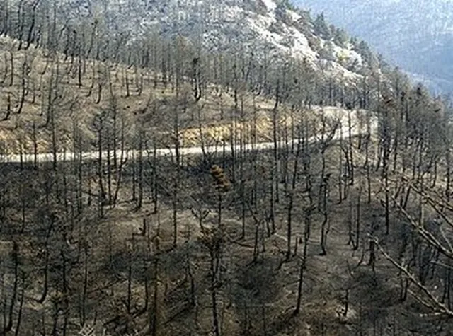 Φωτιές: Τι έδειξαν οι αυτοψίες στις πυρόπληκτες περιοχές μέχρι σήμερα