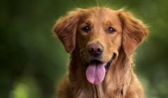 Σκύλος, golden retriever dog - Image by wirestock on Freepik.com
