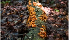 Ούτε φυτά, ούτε ζώα: Η πρώτη σύνθετη ζωή ήταν οι μύκητες