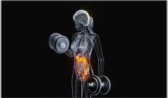 Βακτήριο του εντέρου ενισχύει τη μυϊκή δύναμη, χωρίς άσκηση!