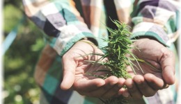 Ο Τραμπ θα αποχαρακτηρίσει την κάνναβη – Ράλι στις μετοχές του κλάδου