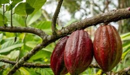 cacao