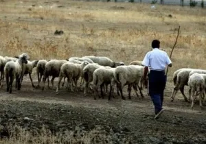 ΥΠΑΑΤ: Νέα αποζημίωση 672.000 ευρώ για τα θανατωθέντα ζώα από επιζωοτίες