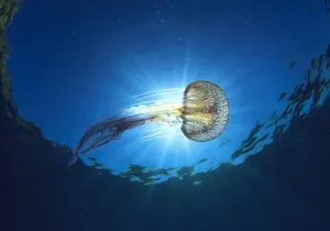 Εφαρμογή για τσούχτρες 