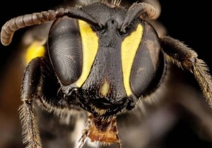 Μέλισσα Hylaeus Νubilosus