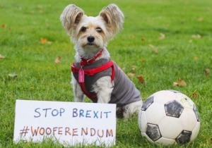 σκύλοι κατά του Brexit