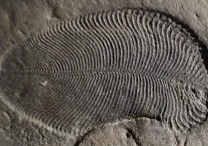 Dickinsonia