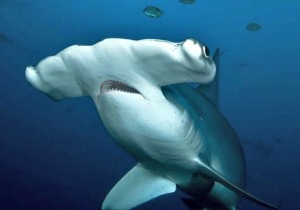 πλατυκέφαλος καρχαρίας