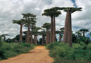 roadtrip, Μαδαγασκάρη