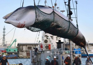 αλιεία φαλαινών Ιαπωνία