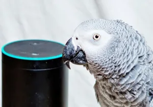 Παπαγάλος παραγγέλνει μέσω της Alexa