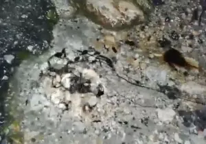 Αναβλύζει πετρέλαιο στη Ζάκυνθο!