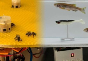 Μέλισσες, ψάρια, επικοινωνία μέσω ρομποτ
