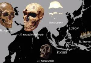 Homo luzonensis