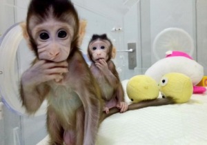 πίθηκοι, ανθρώπινο γονίδιο