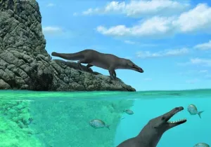 Peregocetus pacificus