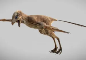 Ambopteryx longibrachium