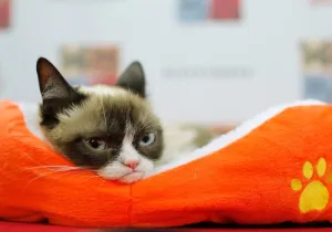 pet influencers