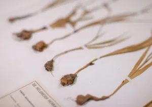 Herbarium