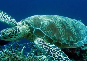 Caretta - Caretta