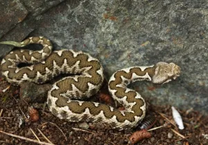 Οχιά, vipera ammodytes