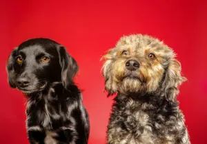 <a href="https://www.freepik.com/free-photo/closeup-shot-little-goldendoodle-flat-coated-retriever-puppies_13006632.htm#page=2&query=different%20dogs&position=1Σκύλοι - dogs - Image by wirestock on Freepik