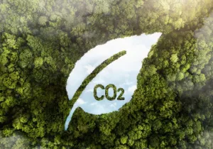 CO2, forest - Image by Freepik.com