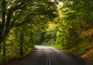 Διαδρομή στο δάσος της Βαρβάρας ®Ελληνικός Χρυσός