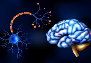 Εγκέφαλος, Brain - Image by macrovector on Freepik.com