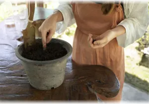 φύτεμα σε γλάστρα, planting - Image by freepik.com