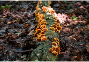 Ούτε φυτά, ούτε ζώα: Η πρώτη σύνθετη ζωή ήταν οι μύκητες