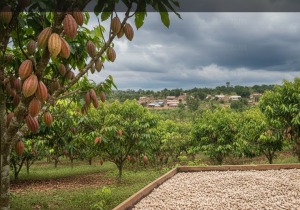 Απότομη "βουτιά" για το κακάο μετά το χθεσινό ράλι
